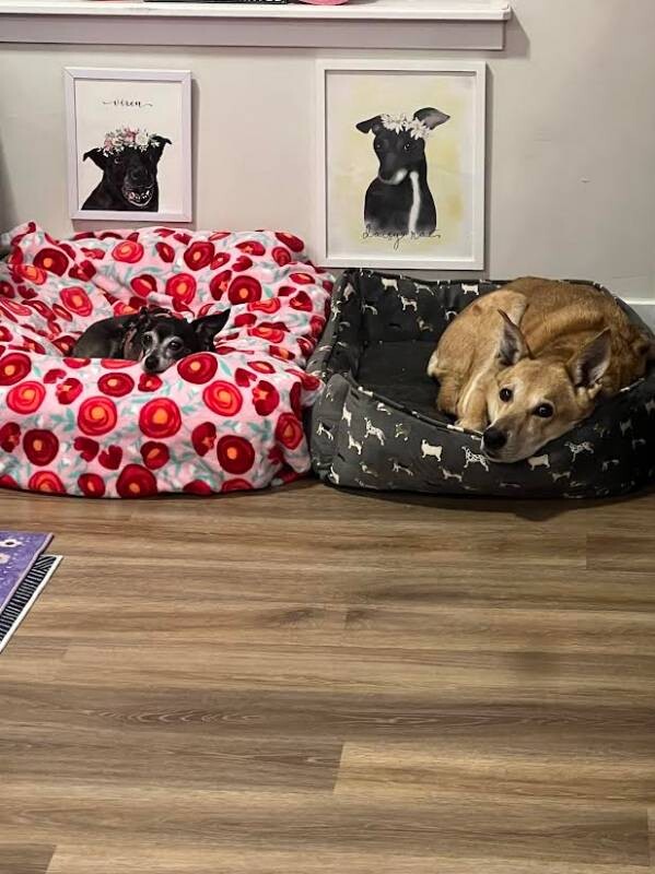 Picture of the Animal Listed